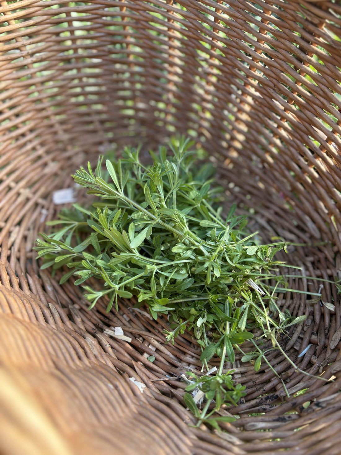 Foraging Cleavers: How It Can Benefit My Dog