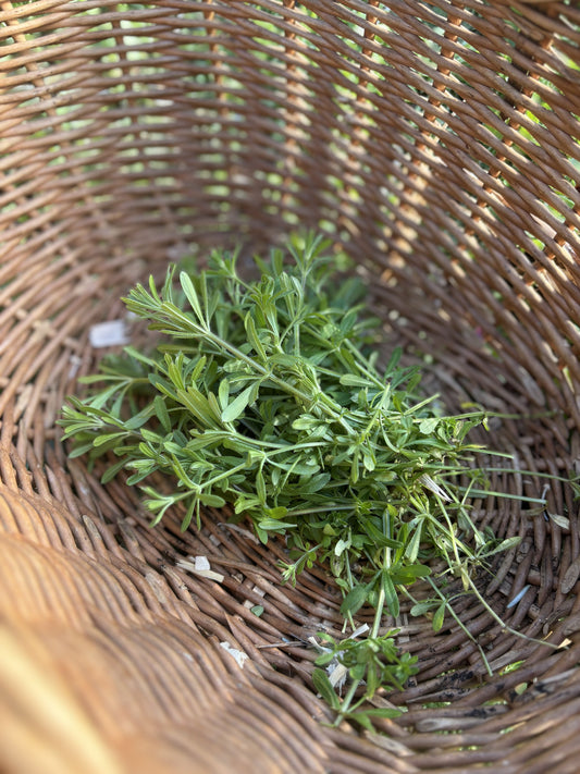 Foraging Cleavers: How It Can Benefit My Dog