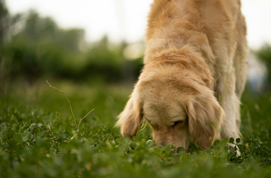 Self-Medicating in Dogs: Understanding Their Instincts