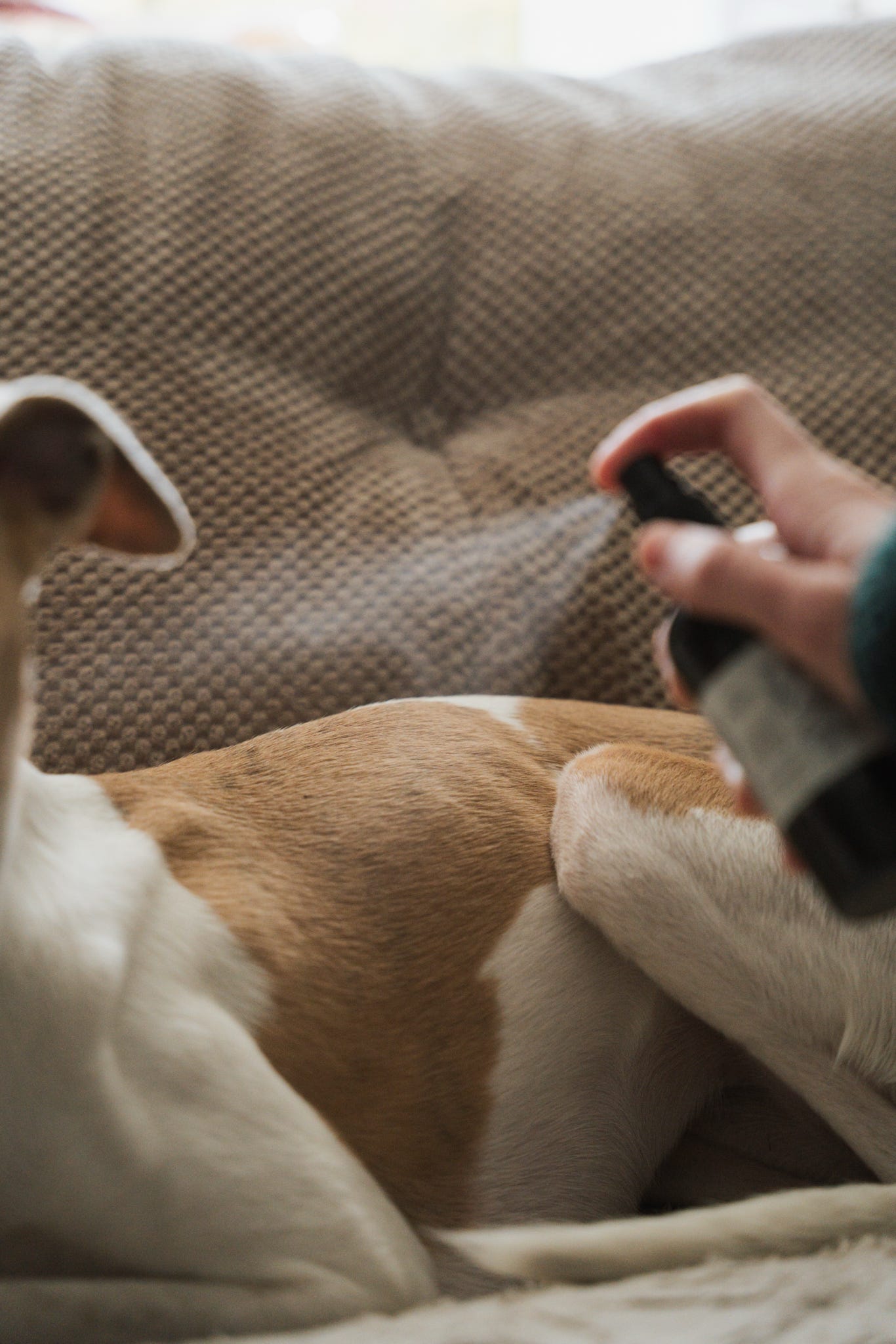 Repel Flea & Tick Spray